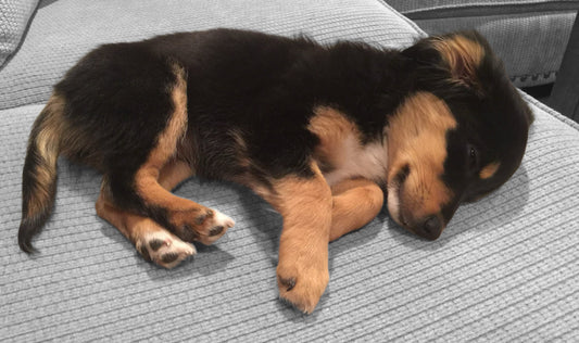 The Day the Dogs Finally Picked Me