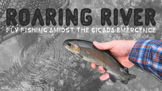 Roaring River Fly Fishing Amidst The Cicada Emergence